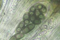 Amandinea punctata