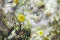 Athallia cerinella