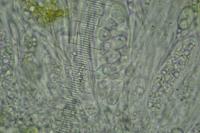 Athallia cerinella