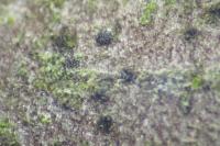 Naetrocymbe punctiformis