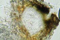Naetrocymbe punctiformis