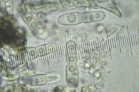 Naetrocymbe punctiformis