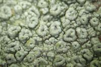 Pertusaria hymenea