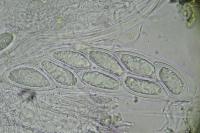 Pertusaria hymenea