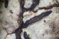Alyxoria culmigena