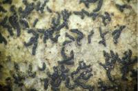 Opegrapha vulgata