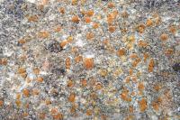 Protoblastenia rupestris