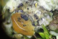 Arthonia parietinaria