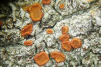 Blastenia ferruginea