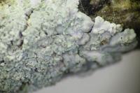 Physcia clementei