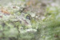 Muellerella lichenicola