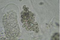 Muellerella lichenicola