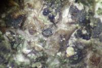 Peridiothelia fuliguncta