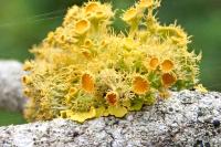 Teloschistes chrysophthalmos