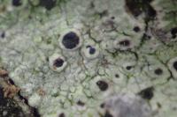 Tephromela atra var. torulosa