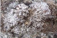 Physconia grisea subsp. lilacina