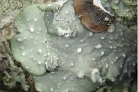 Punctelia borreri