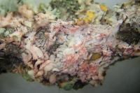 Marchandiomyces corallinus