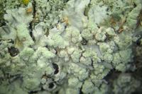 Physcia tribacioides