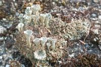 Cladonia pocillum