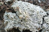 Diploschistes muscorum