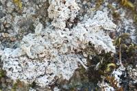 Diploschistes muscorum