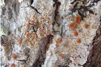 Gyalolechia flavorubescens