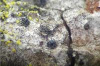 Peridiothelia fuliguncta