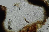 Peridiothelia fuliguncta