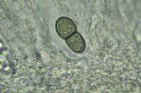 Peridiothelia fuliguncta