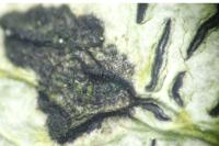Stigmidium microspilum