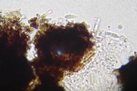 Stigmidium microspilum