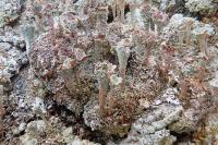 Cladonia pocillum