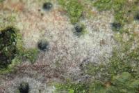Arthopyrenia analepta
