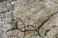 Bacidia rubella