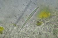 Bacidia rubella