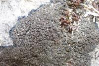 Placynthium nigrum