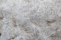 Aspicilia calcarea