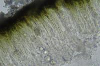 Aspicilia contorta