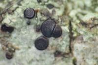 Bacidia laurocerasi