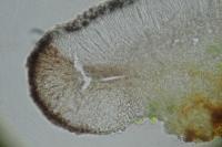 Bacidia laurocerasi