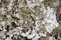 Physconia grisea subsp. grisea