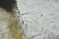 Opegrapha niveoatra
