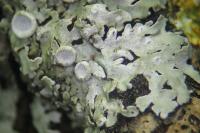 Physconia distorta var. distorta