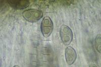 Orcularia insperata