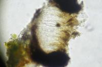 Pseudoschismatomma rufescens