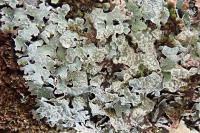 Parmelia sulcata