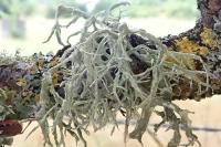 Ramalina farinacea