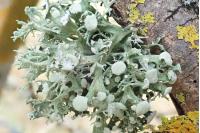 Ramalina fastigiata
