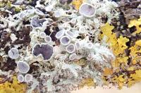 Physcia leptalea